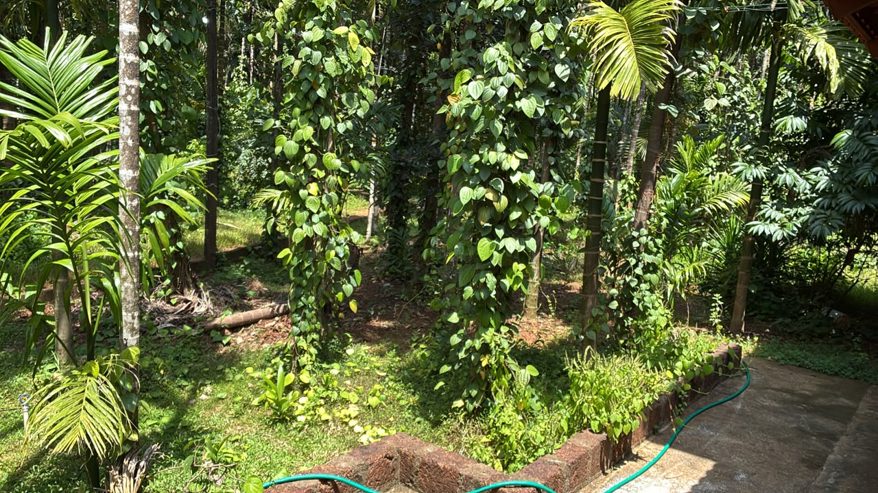 Garden and courtyard of Shanti Dhama homestay